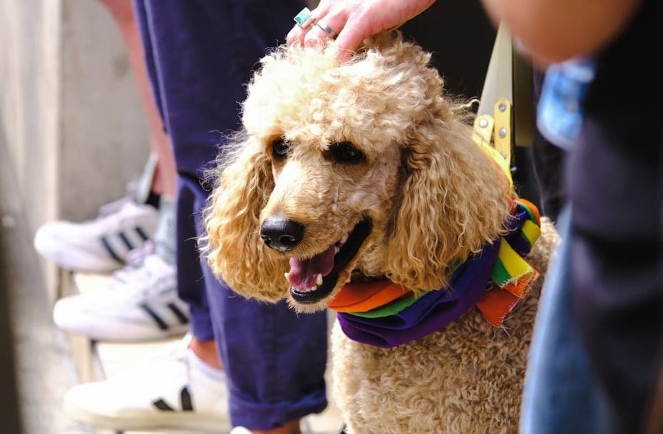 breed restrictions support animals — Can a Landlord Enforce Breed or Size Restrictions on a Support Animal?
