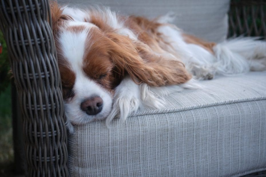 no-pet policy — No-Pet Policies and Support Animals: Why Federal Law Overrides Your Lease