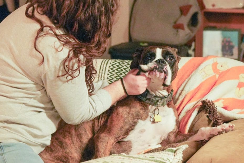 petting a dog — Petting a Dog Lowers Blood Pressure: The Science Your Body Already Knows