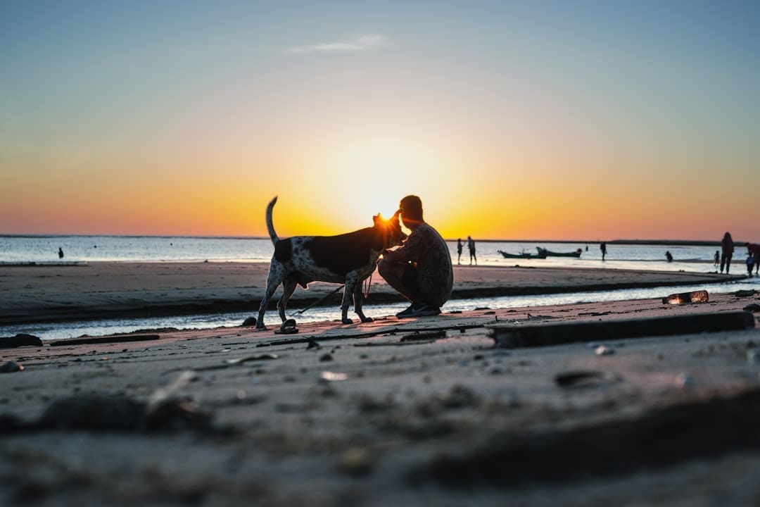 PTSD service dog — a person sitting on a beach with a dog