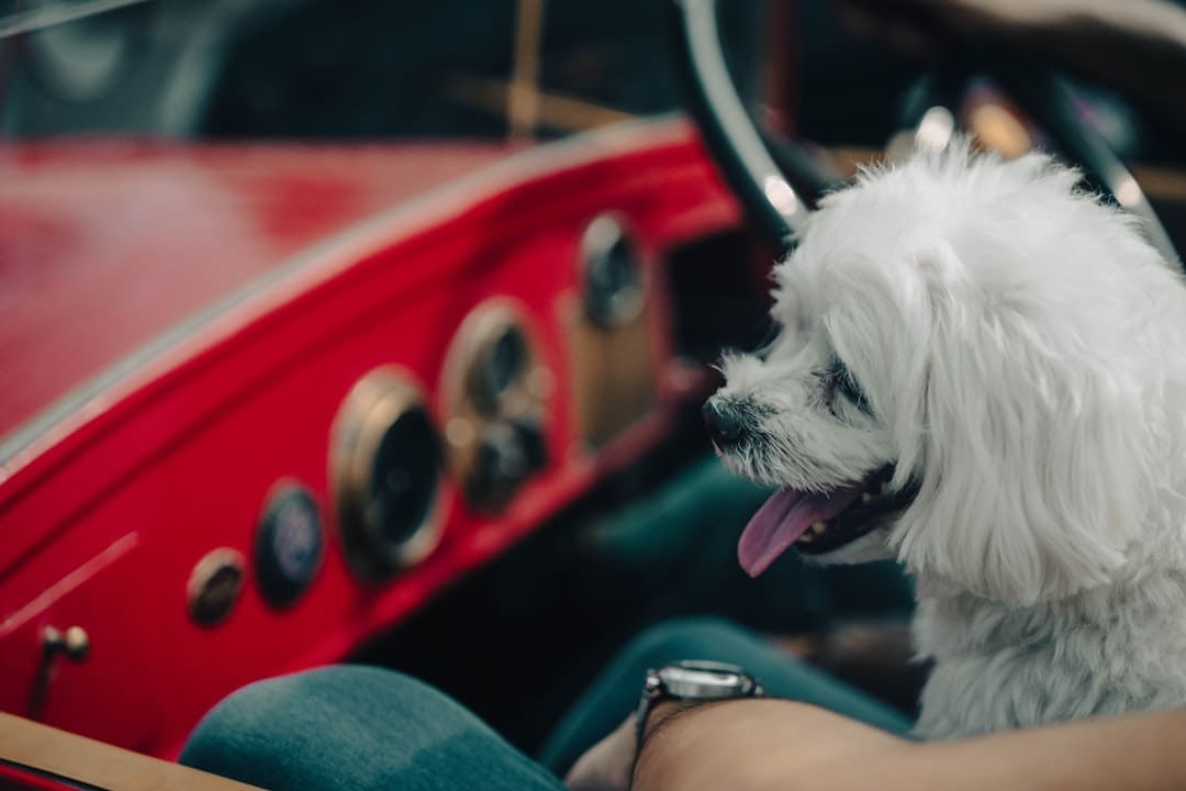 service dog travel planning — A small white dog sits in a vintage red car.