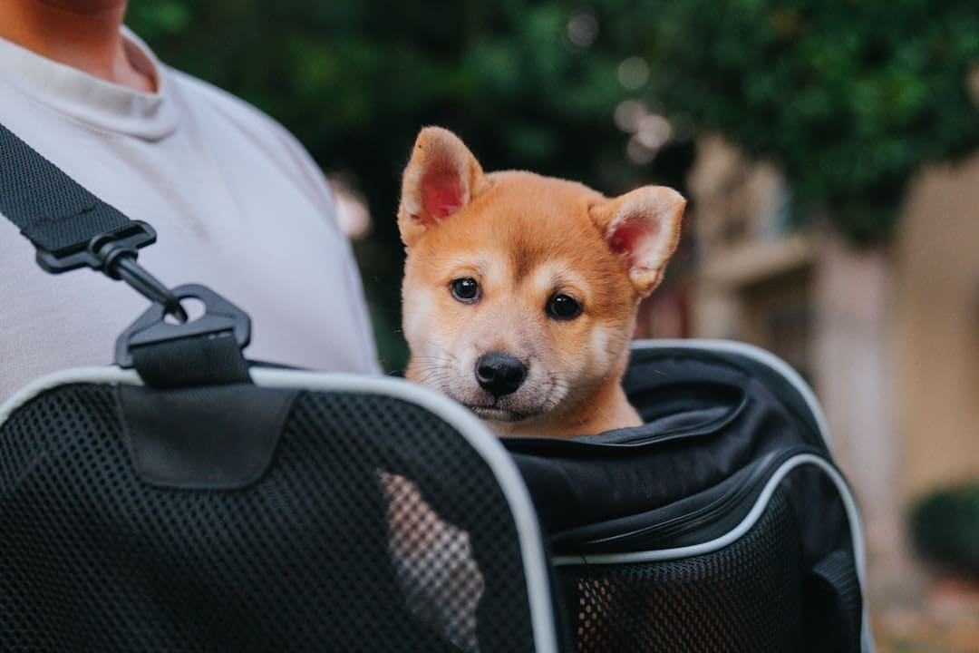 service dog travel planning — a small dog in a bag