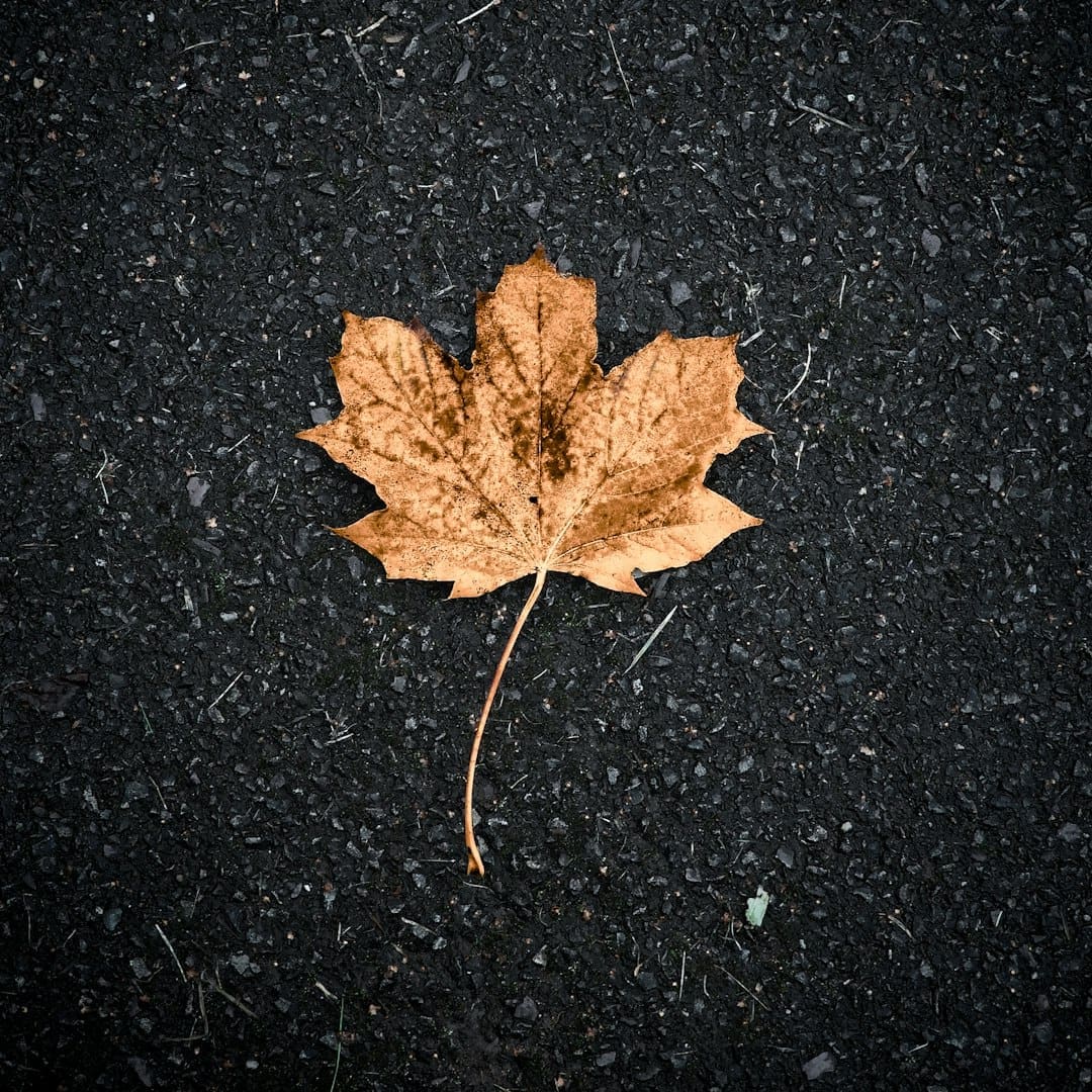 service dog certification canada — A single leaf laying on the ground