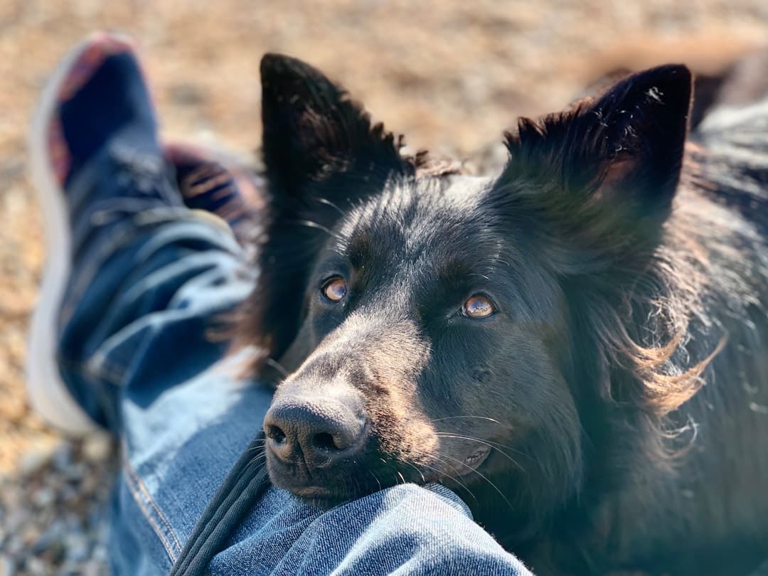 service dog public access — a close up of a dog laying on the ground