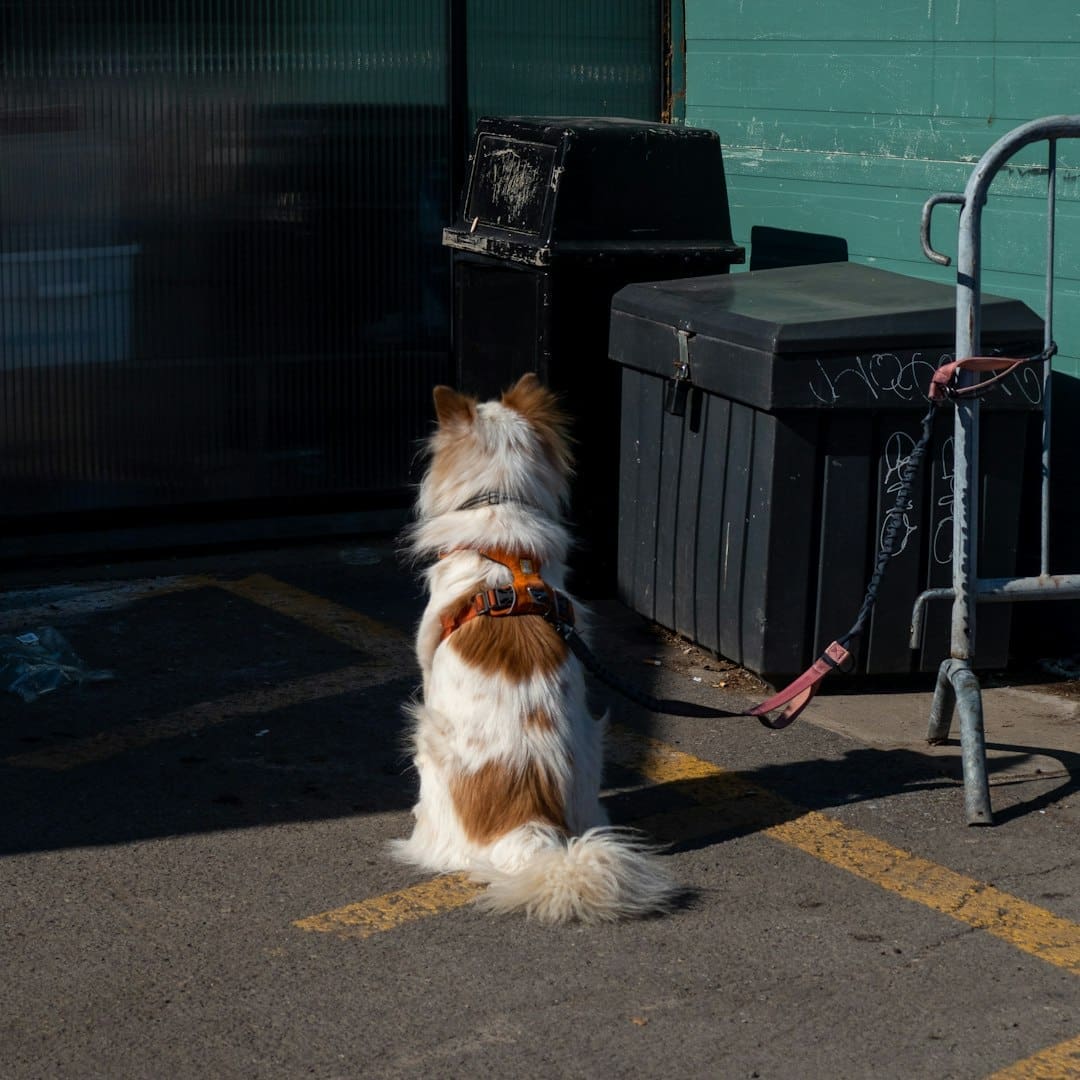 service dog public access — A brown and white dog sitting on top of a parking lot