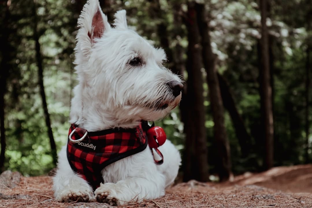 support animal rights Canada — a dog wearing a vest